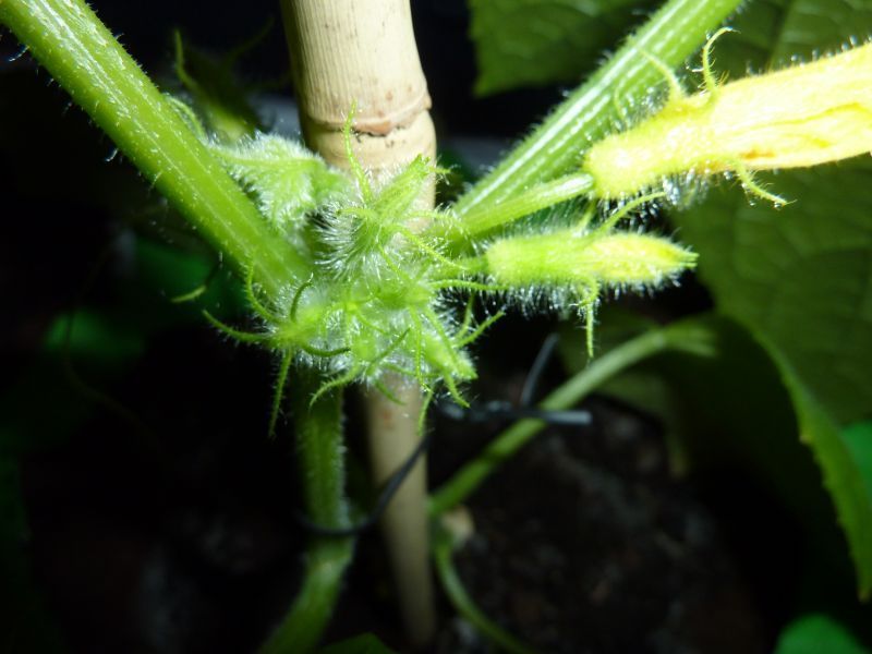 2012-04-18-2150_-_agurkeplante_4