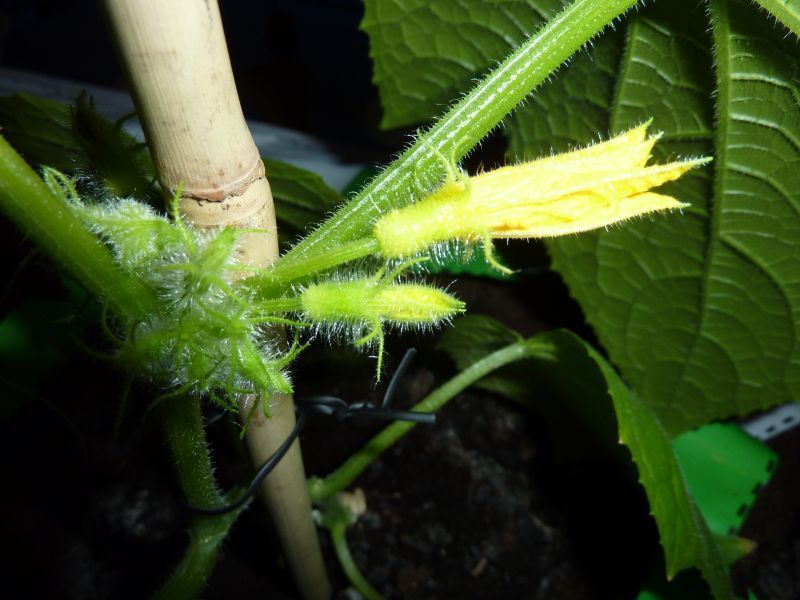 2012-04-18-2150_-_agurkeplante_5