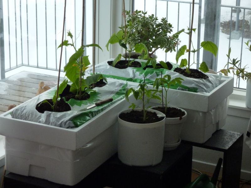 2012-04-19-1852_-_agurkeplante_chiliplante_tomatplante