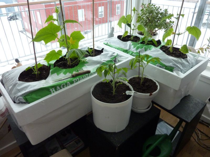 2012-04-19-1852_-_agurkeplante_chiliplante_tomatplante_2