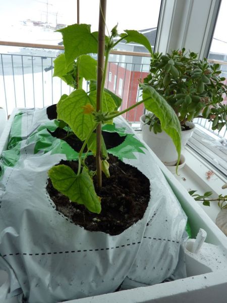 2012-04-19-1852_-_agurkeplante_chiliplante_tomatplante_3