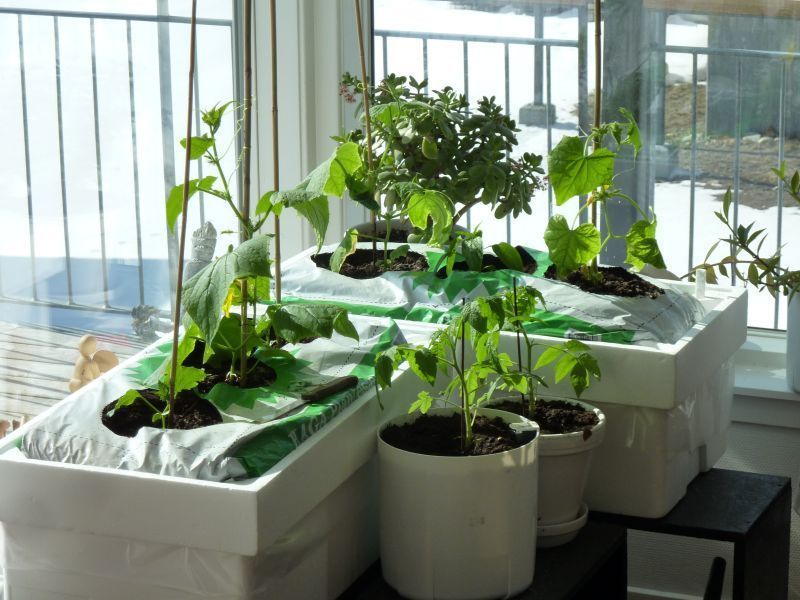 2012-04-21-1556_-_agurkeplante_chiliplante_tomatplante