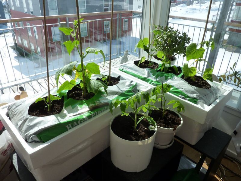 2012-04-21-1556_-_agurkeplante_chiliplante_tomatplante_2