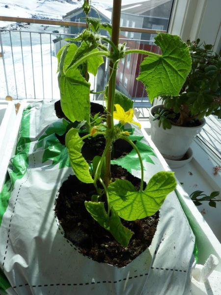 2012-04-21-1556_-_agurkeplante_chiliplante_tomatplante_3