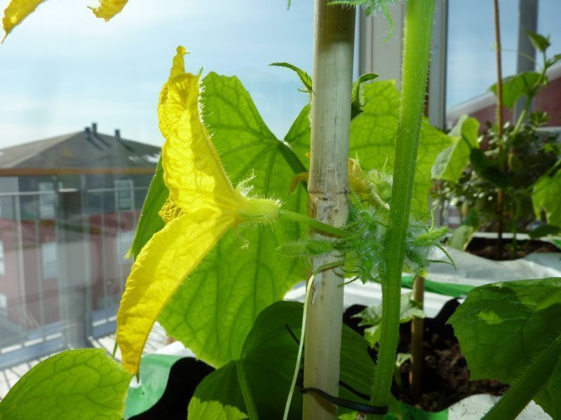 2012-04-21-1557_-_agurkeplante