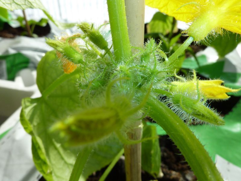 2012-04-21-1557_-_agurkeplante_2