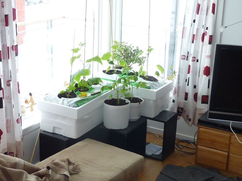 2012-04-22-1041_-_agurkeplante_chiliplante_tomatplante