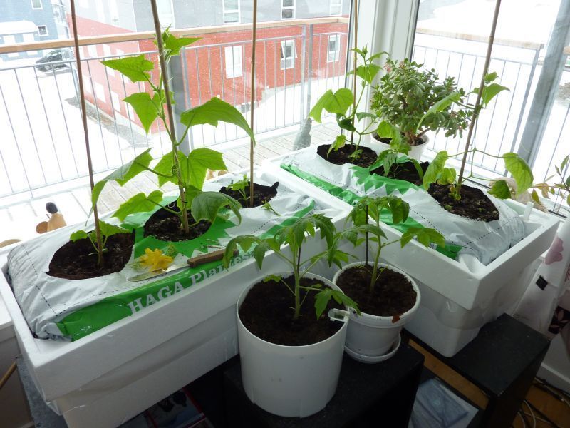 2012-04-22-1041_-_agurkeplante_chiliplante_tomatplante_2