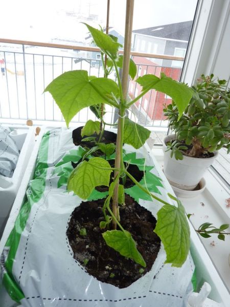 2012-04-22-1041_-_agurkeplante_chiliplante_tomatplante_3