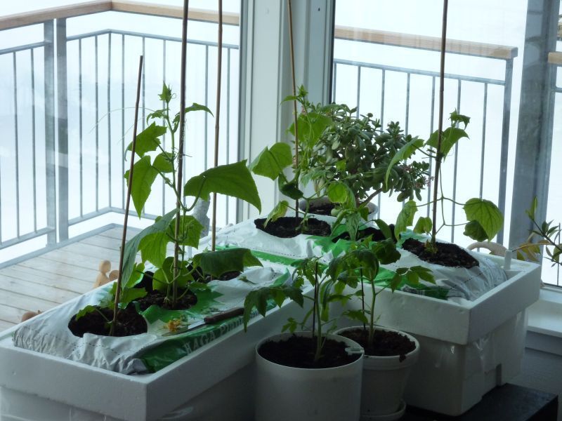 2012-04-23-1155_-_agurkeplante_chiliplante_tomatplante