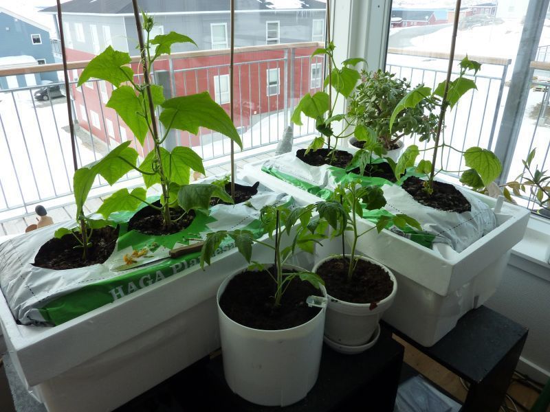 2012-04-23-1155_-_agurkeplante_chiliplante_tomatplante_2