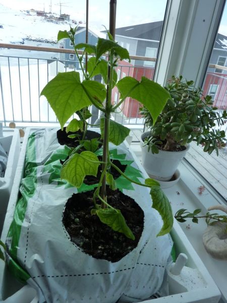 2012-04-23-1155_-_agurkeplante_chiliplante_tomatplante_3