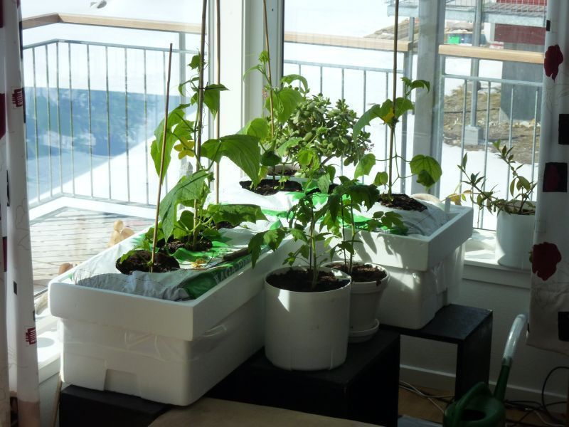2012-04-24-1304_-_agurkeplante_chiliplante_tomatplante