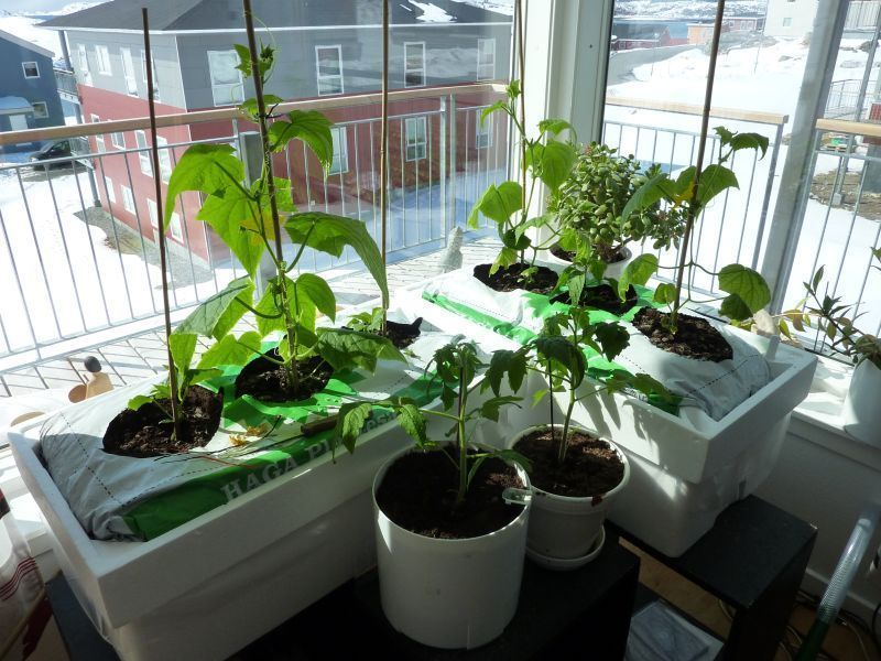 2012-04-24-1304_-_agurkeplante_chiliplante_tomatplante_2