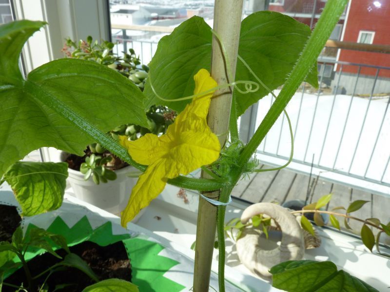2012-04-24-1305_-_agurkeplante