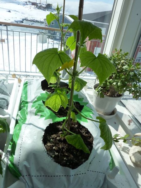 2012-04-24-1305_-_agurkeplante_chiliplante_tomatplante