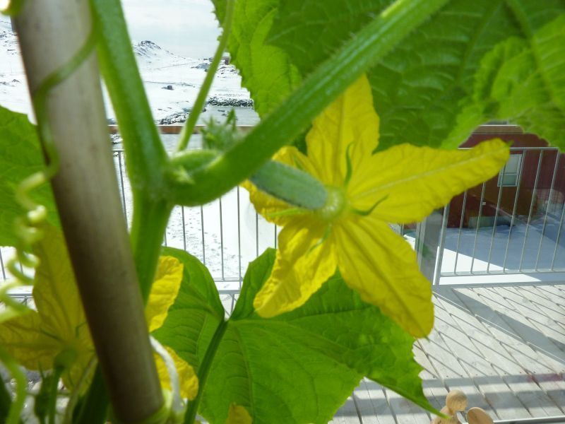 2012-04-25-1342_-_agurkeplante