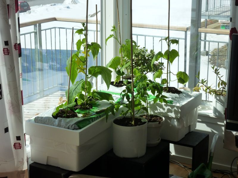 2012-04-25-1342_-_agurkeplante_chiliplante_tomatplante