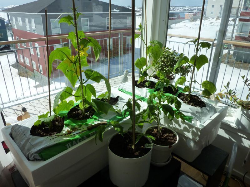 2012-04-25-1342_-_agurkeplante_chiliplante_tomatplante_2