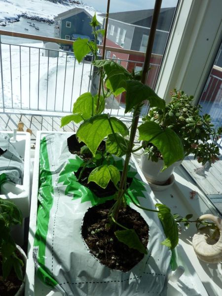 2012-04-25-1342_-_agurkeplante_chiliplante_tomatplante_3