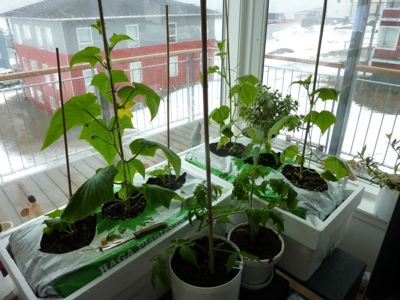 2012-04-26-1143_-_agurkeplante_chiliplante_tomatplante