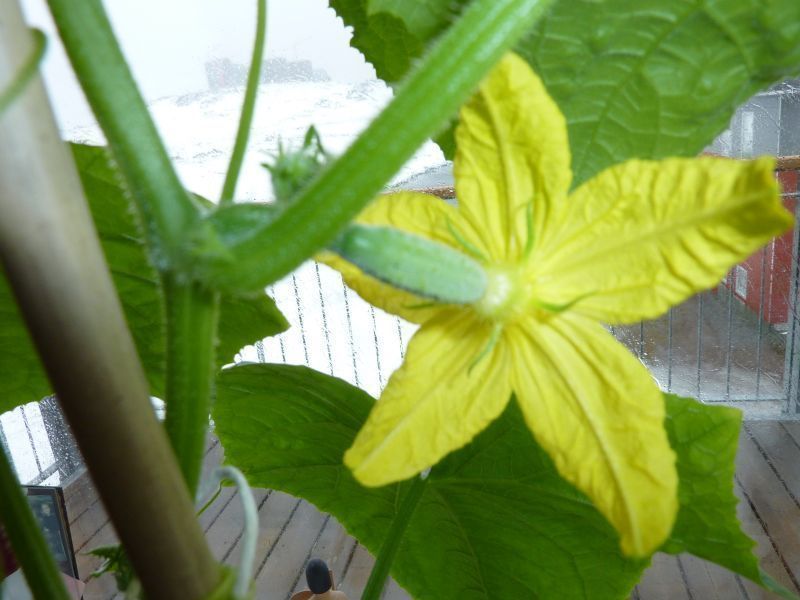 2012-04-26-1144_-_agurkeplante