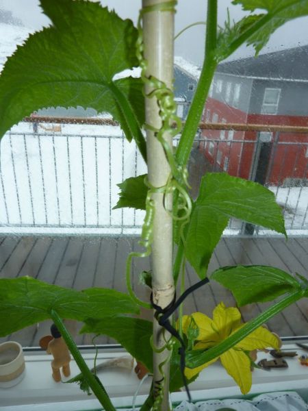 2012-04-26-1144_-_agurkeplante_2