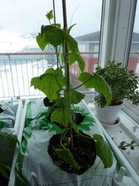 2012-04-26-1144_-_agurkeplante_chiliplante_tomatplante
