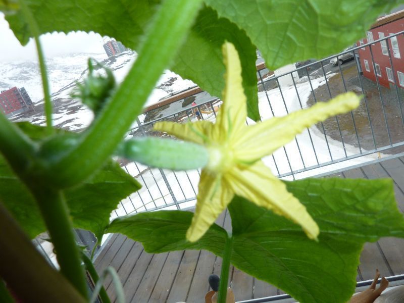 2012-04-27-1654_-_agurkeplante