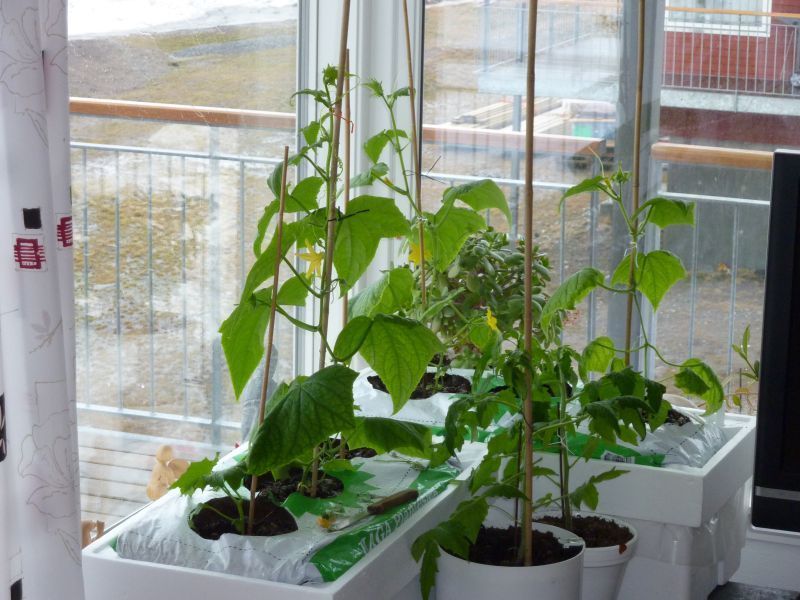 2012-04-27-1654_-_agurkeplante_chiliplante_tomatplante