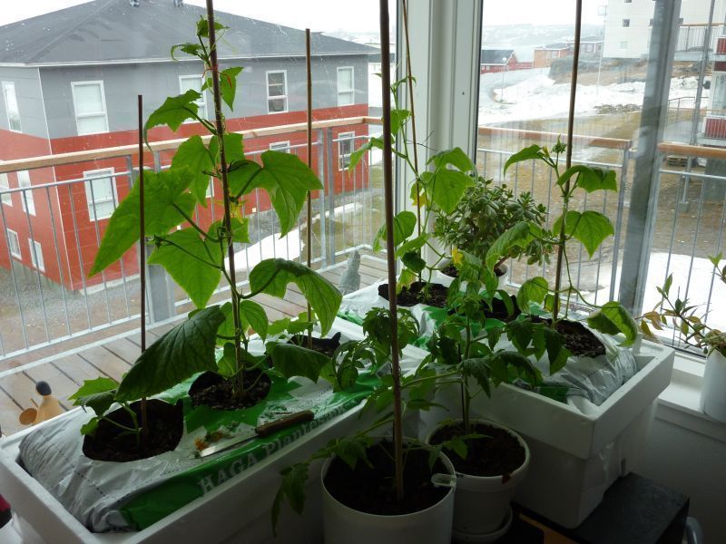 2012-04-27-1654_-_agurkeplante_chiliplante_tomatplante_2