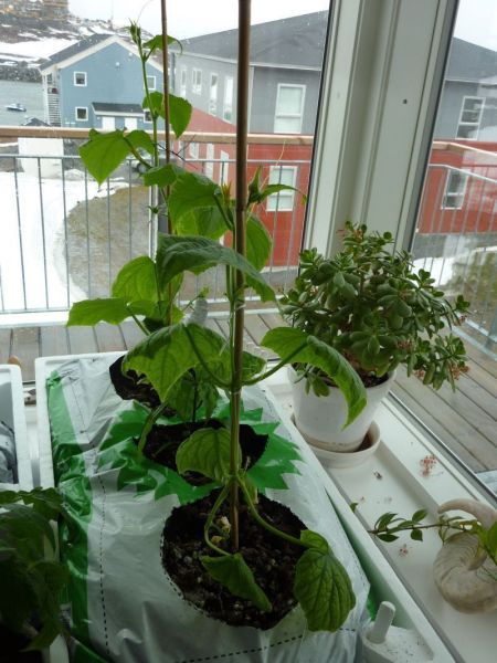 2012-04-27-1654_-_agurkeplante_chiliplante_tomatplante_3