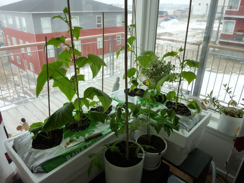 2012-04-28-1124_-_agurkeplante_chiliplante_tomatplante