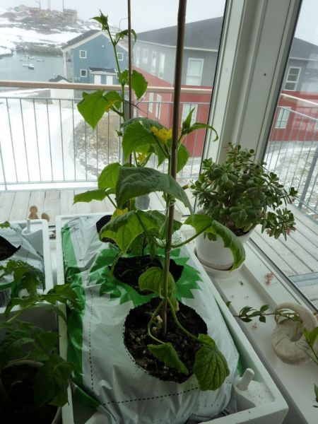 2012-04-28-1124_-_agurkeplante_chiliplante_tomatplante_2