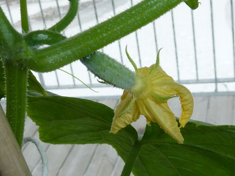 2012-04-28-1125_-_agurkeplante