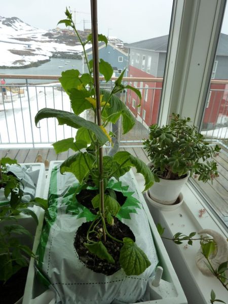 2012-04-29-1021_-_agurkeplante