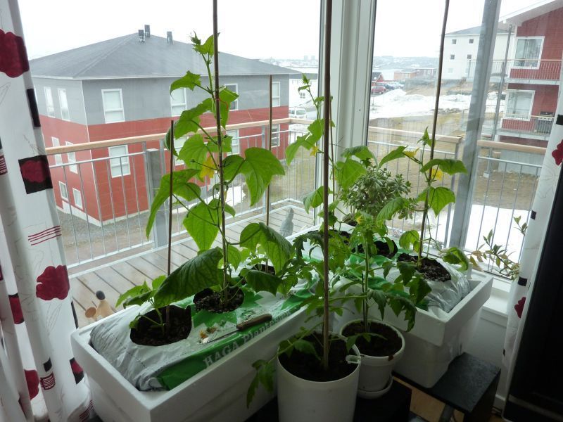 2012-04-29-1021_-_agurkeplante_chiliplante_tomatplante