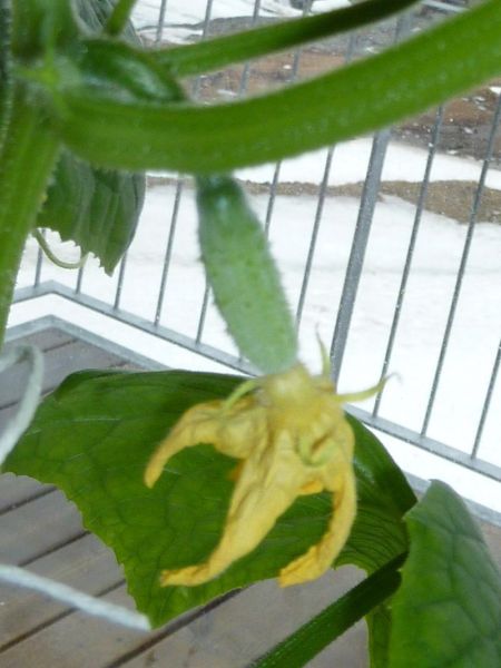 2012-04-29-1023_-_agurkeplante