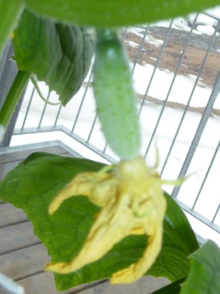 2012-04-29-1023_-_agurkeplante_2