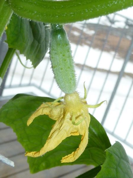 2012-04-29-1023_-_agurkeplante_3
