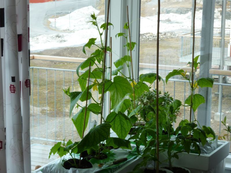 2012-04-30-0948_-_agurkeplante_chiliplante_tomatplante