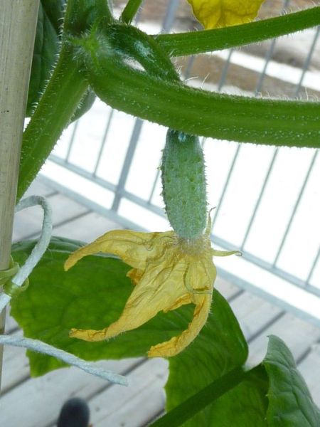 2012-04-30-0949_-_agurkeplante