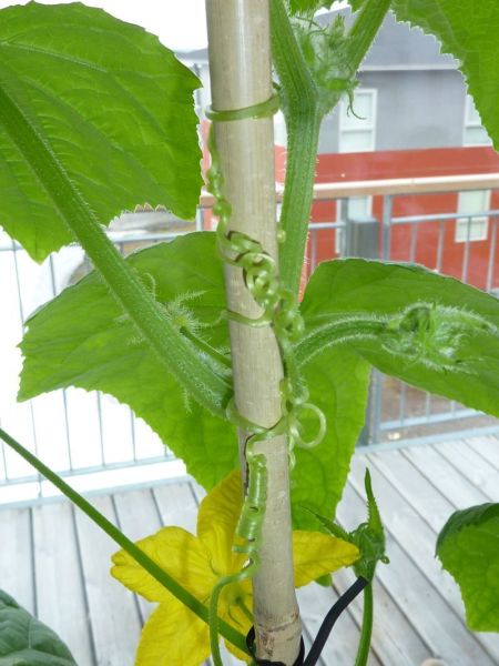 2012-04-30-0949_-_agurkeplante_2