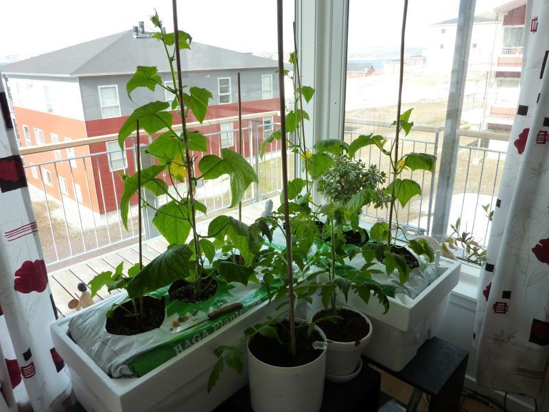 2012-04-30-0949_-_agurkeplante_chiliplante_tomatplante