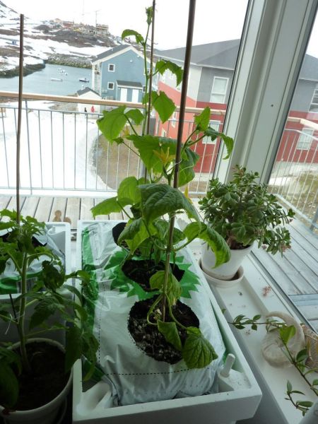 2012-04-30-0949_-_agurkeplante_chiliplante_tomatplante_2