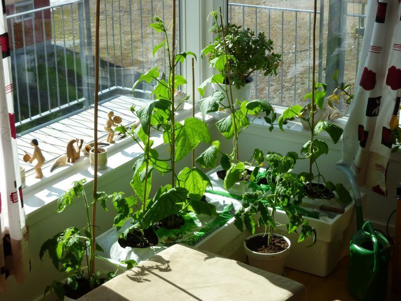 2012-05-01-1608_-_agurkeplante