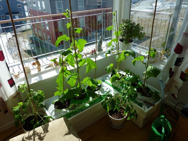 2012-05-01-1608_-_agurkeplante_2