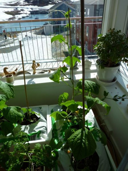 2012-05-01-1608_-_agurkeplante_3