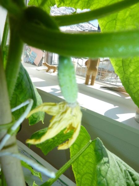 2012-05-01-1608_-_agurkeplante_4