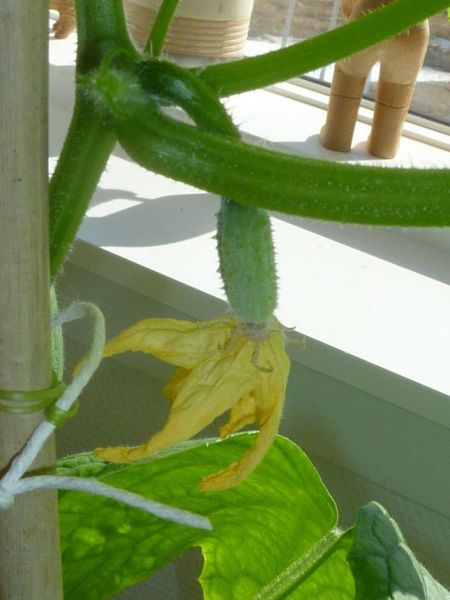 2012-05-01-1608_-_agurkeplante_5
